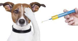 Očkování psů v roce 2022 1